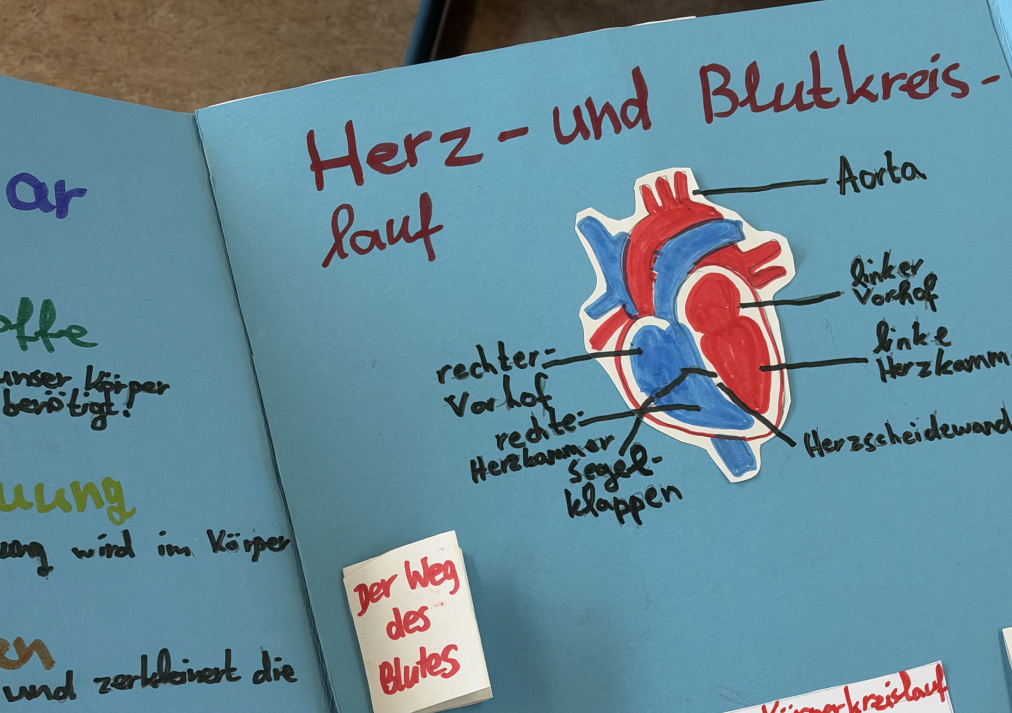 Bild eines Lapbooks zum Thema Ernährung aus der 6.Klasse