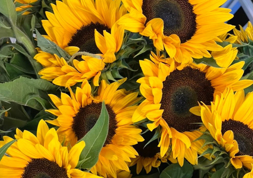 Sonnenblumen
